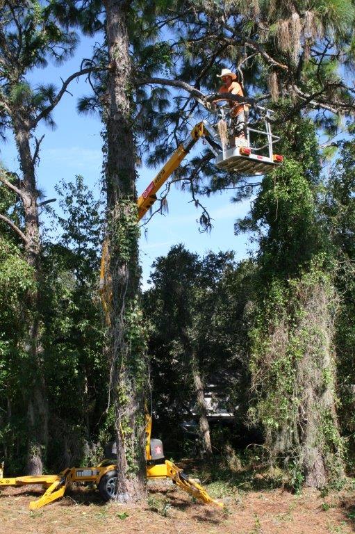 04 Boom lift to trim high branches off tree